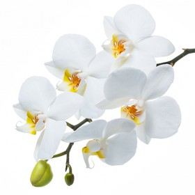 Стол обеденный Танго белый/Орхидея в Павлоградке - pavlogradka.katalogmebeli.com | фото 3